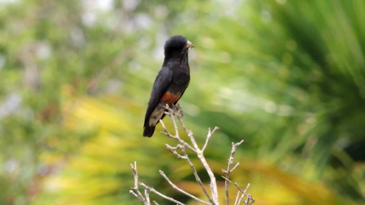 Swallow-winged Puffbird - Chelidoptera tenebrosa - puffbirds