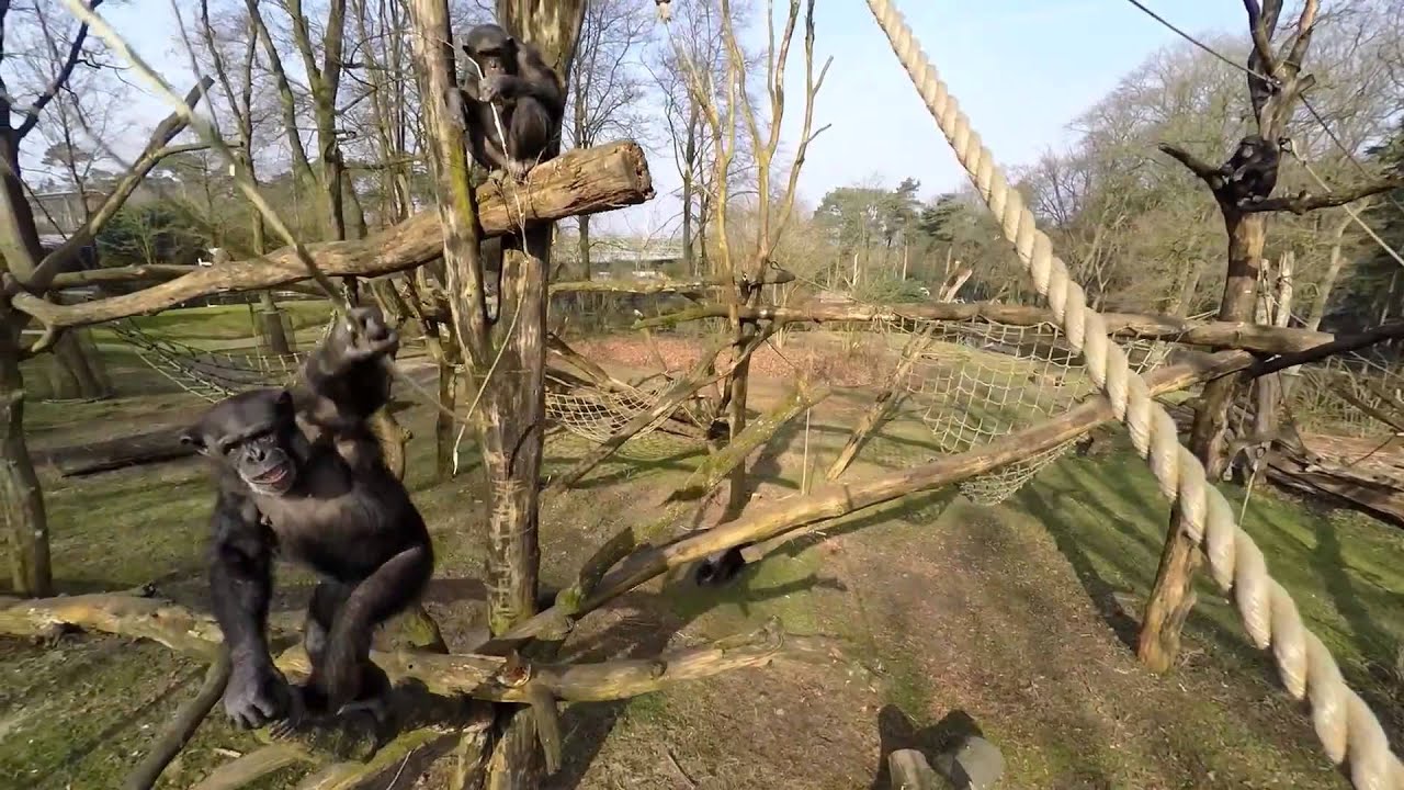 chimpanzee attack videos chimpanzee attack videos