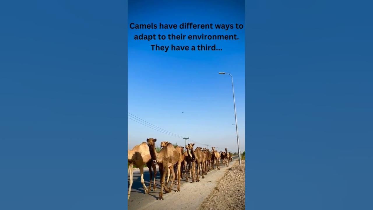 How Camels Survive Desert Sand? #facts #science #shorts #animals - YouTube
