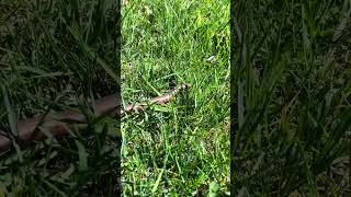 Slow worm (Anguis fragilis) #nature #lizzard
