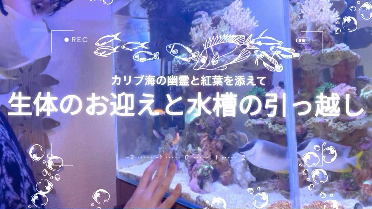 【海水魚水槽】混泳の難しさを痛感👻🍁新しい生体のお迎えと水槽のサイズアップ⚠︎声出しあり