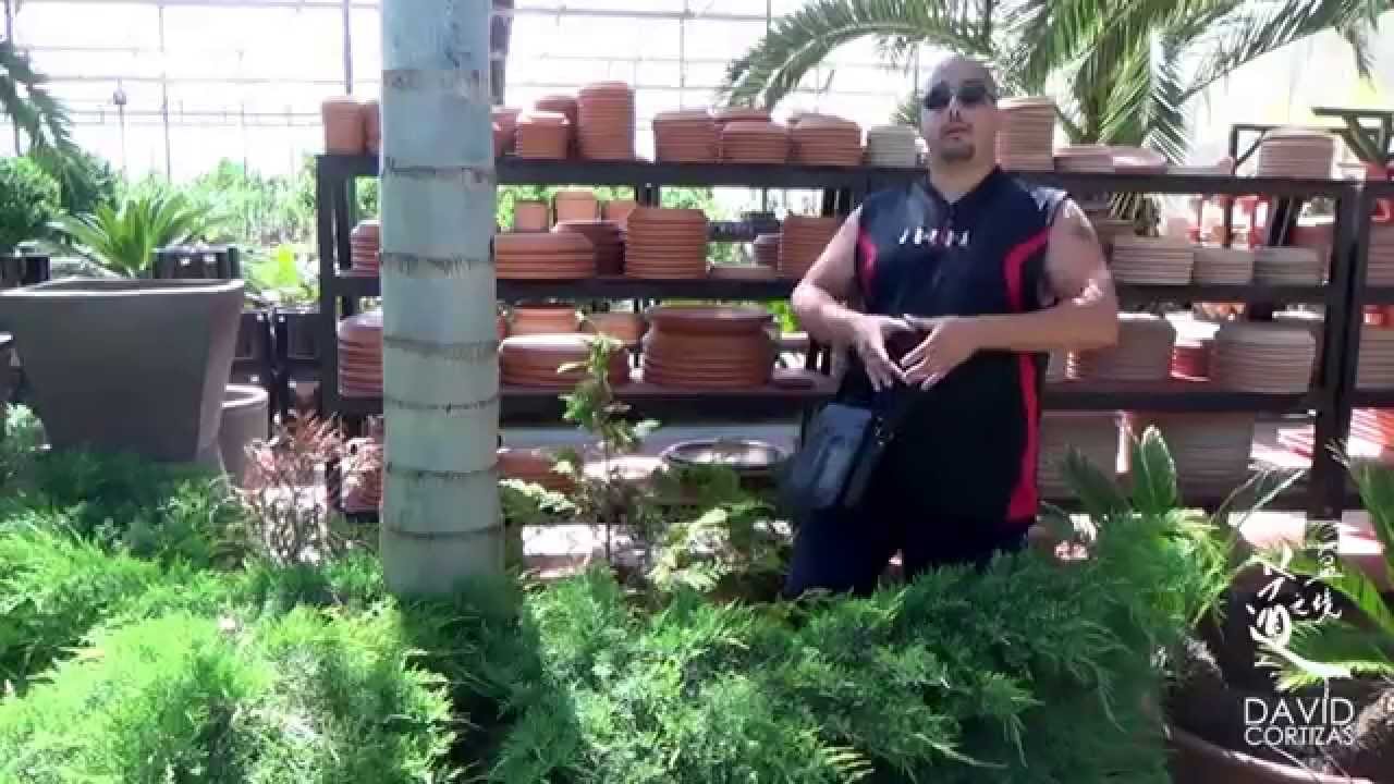 Escuela de Bonsai Online - Valoración y puntos a tener en cuenta