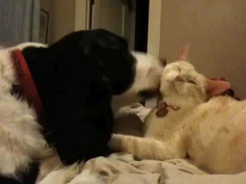 english springer spaniel and cats