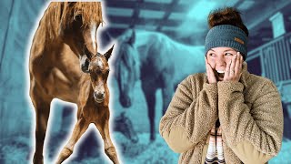 Thumbnail for The BEST way to have a foal