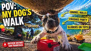 POV: You’re My Dog on a Walk… This Got Out of Control