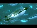 Deep sea diving for food  natural world penguins of the antarctic  bbc earth