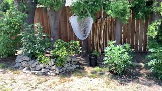 Buddy’s outdoor garden update #4 California outdoor cannabis grow 2021