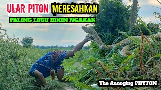 Video Lucu || Prank Paling Meresahkan || Ular Piton Bikin Ulah || Super Lucu Bikin Ngakak ??