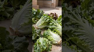 Lettuce's Secret Ancient Power?😲 #HistoryFacts #DidYouKnow #AncientEgypt