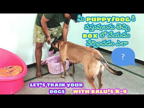 మీ puppy/dog కి వస్తువులను తెచ్చి box lo వేయడం నేర్పించడం ఎలా? with balu&rsquo;s K-9 #dogtrainingintelugu🙏