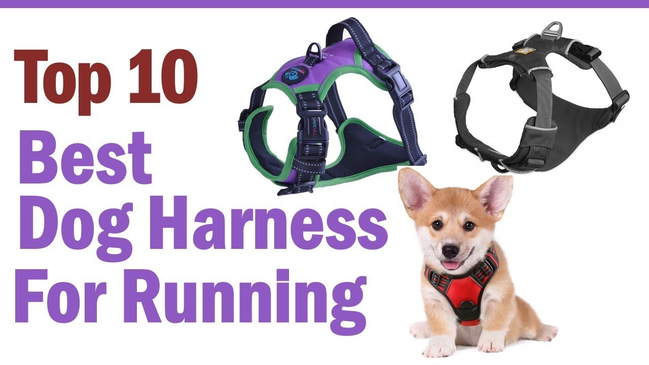 Dog Harness: Top 10 Best Dog Harness For Running 2020