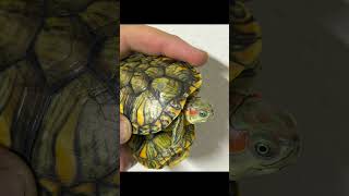 Tortuga pastel #TortugaPastel #TurtleTok #ReptilTV #TortugasExoticas #FYP