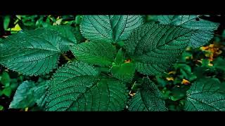 Cinematic Video I 32 Seconds