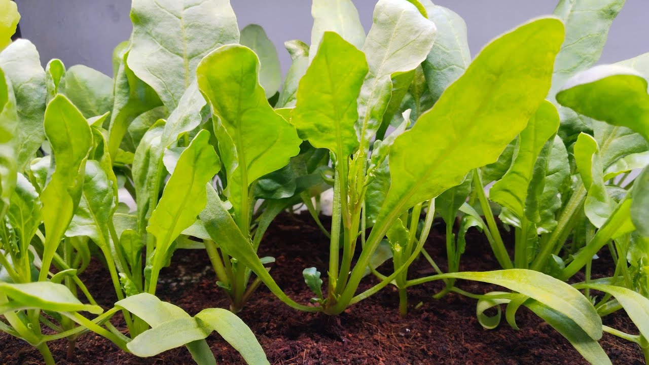 Indoor Spinach Grown by Using Grow lights | Indoor Farming | Hydroponics Farming in Telugu