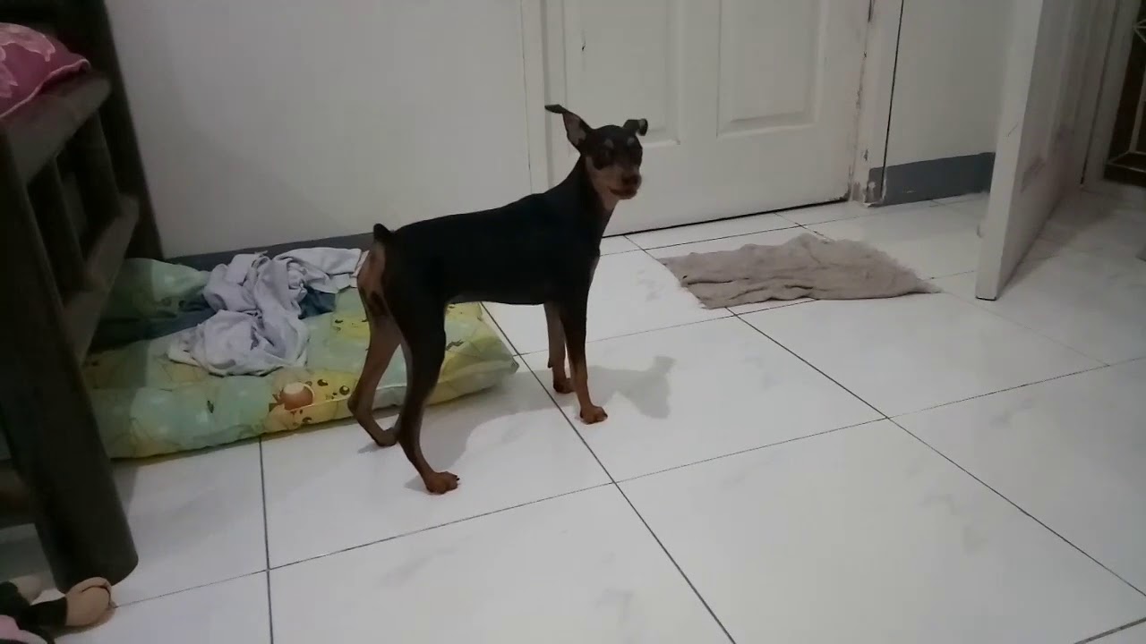 Mini Pinscher barks (reaction) to Fire Crackers sound