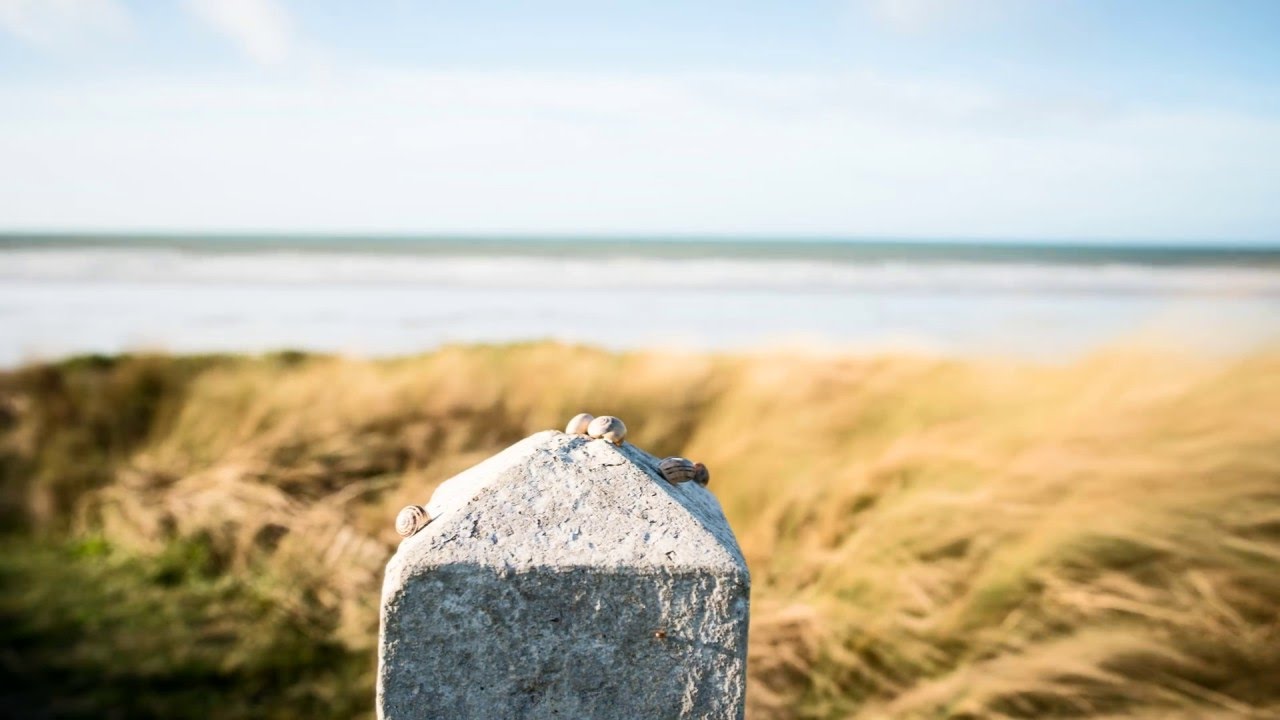 Snails - Time Lapse at Normandy Coast