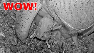 Jaw-Dropping Moment Tiny Barn Owl Swallows Half A Mouse