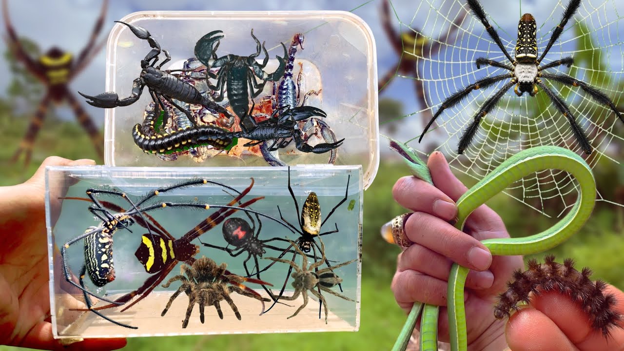 Spider & Scorpions Hunting Advantures ‼️ Catch Giant Golden Spider, Snake and Scorpions Again 🦂🐍🕷️🕸️