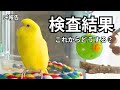 まるちゃんの健康診断結果をご報告します【PBFD・メガバク】