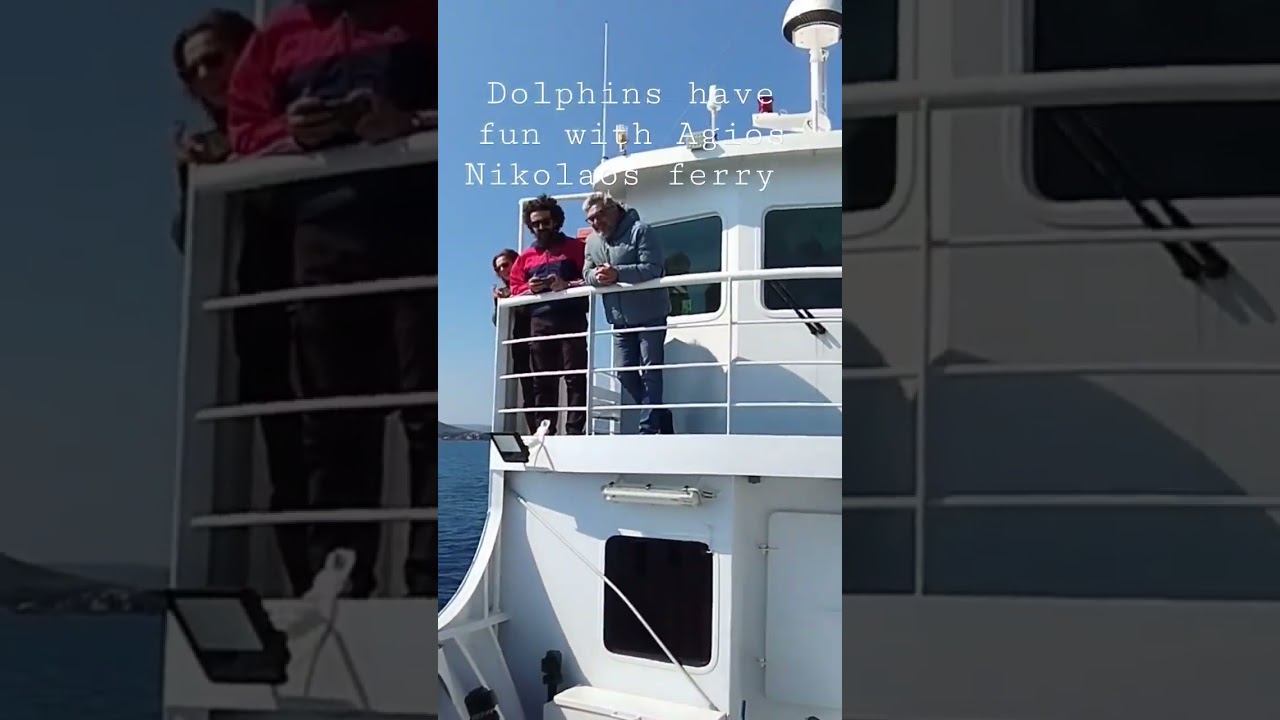 Friendly dolphins jumps out of nowhere and playing!!