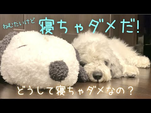 【癒し犬】眠さに堪えるぽち。空港までにいにのお迎え行くよ！