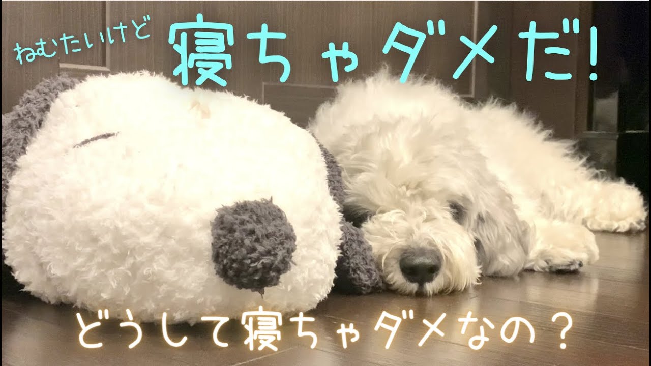 癒し犬 眠さに堪えるぽち 空港までにいにのお迎え行くよ Youtube 癒し犬 眠さに堪えるぽち 空港までにいにのお迎え行くよ Youtube