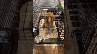 Ivy in da cage #puppy #dog  #trending #reels #shorts #cute #sleep #funny #memes #poodle #cute