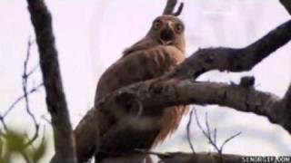 Dramatic Eagle
