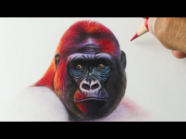 Como desenhar um Gorila com carvão e grafite 