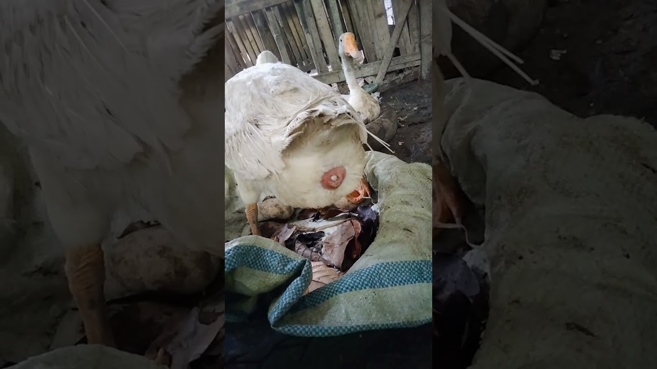 Detik detik angsa bertelur