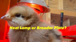 Heat Lamp or Brooder Plate? You Decide!