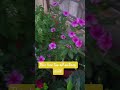 my terrace garden🪴🌿☘️ #minivlog #autismworld #autismchild