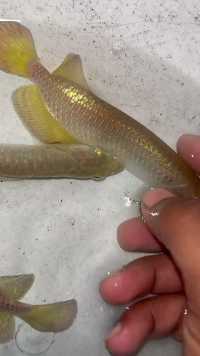 🥇Golden pearl Arrowana😍Just ₹2999😱 #arowana #aquarium
