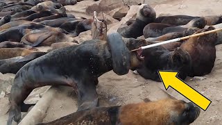 FOCAS y LOBOS MARINOS Afectados por la CONTAMINACIÓN de PLÁSTICO en el MAR 😰 Rescate de Animales #27