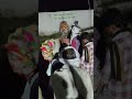 #_horse #_dance_video #_like_share_and_subscriber 👑❤️