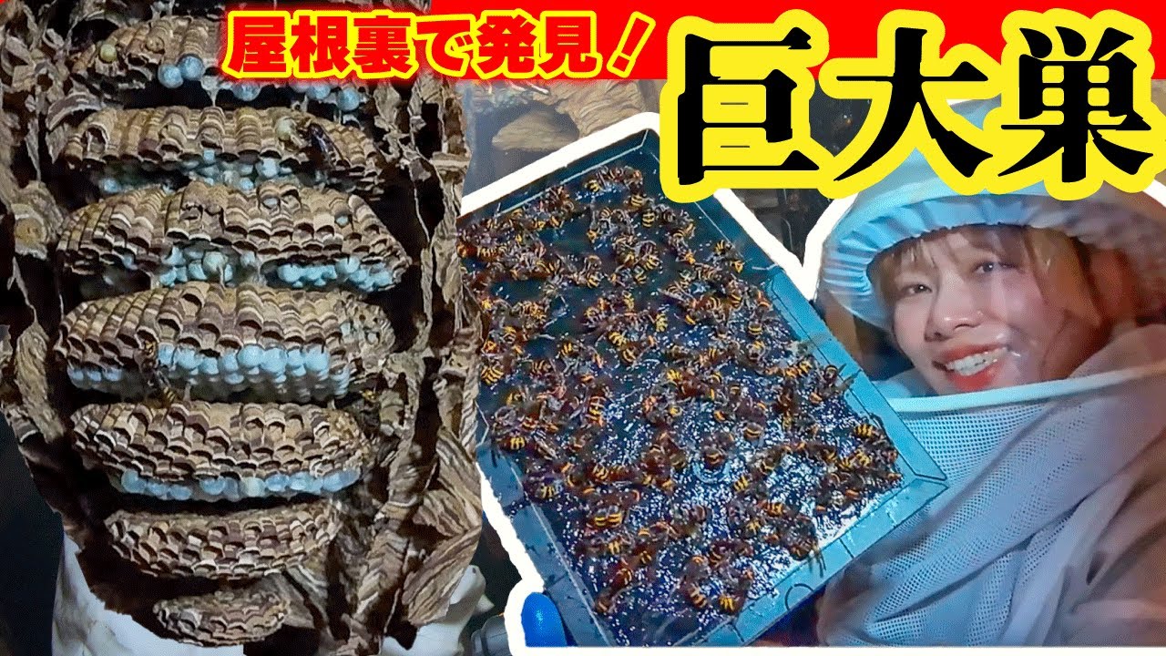屋根裏で巨大モンスズメバチの巣発見 - YouTube