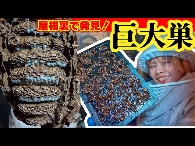 屋根裏で巨大モンスズメバチの巣発見 - YouTube