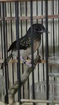 jonath mhjr 083811833431