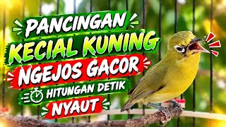 Pancingan kecial kuning ngejos gacor hitungan detik nyaut