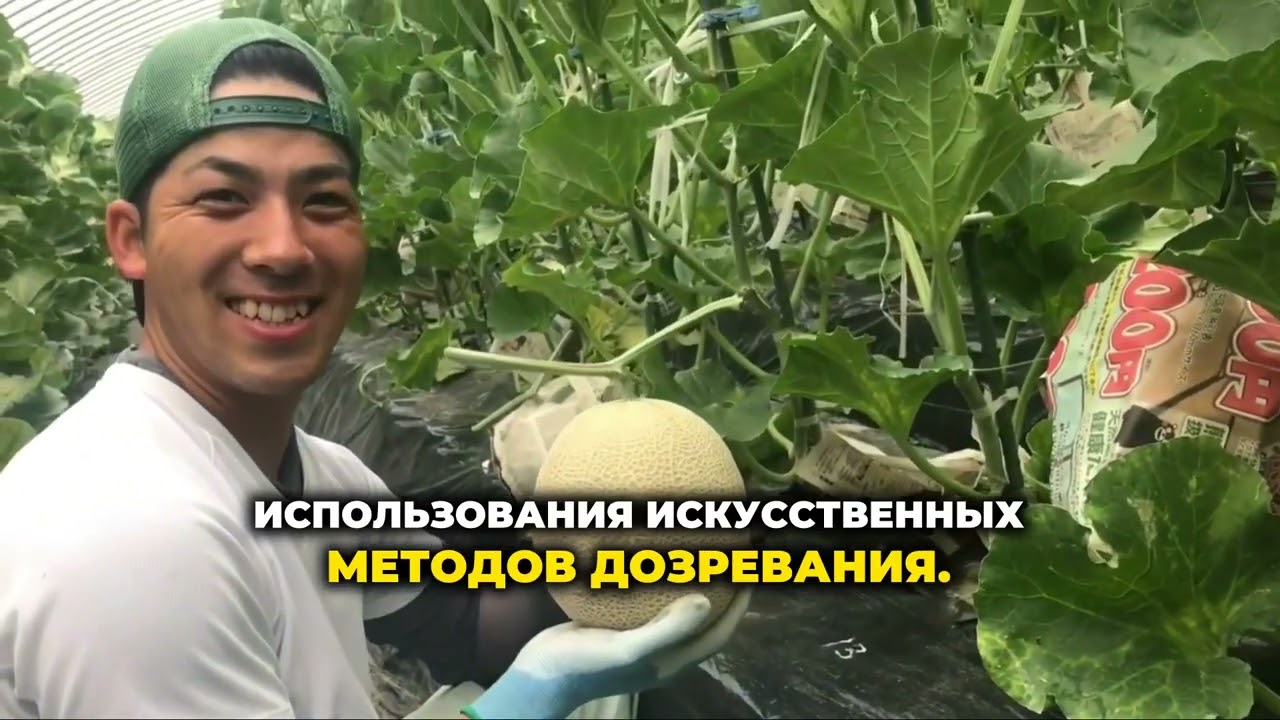Как выбрать сладкую дыню и когда лучше ее покупать?