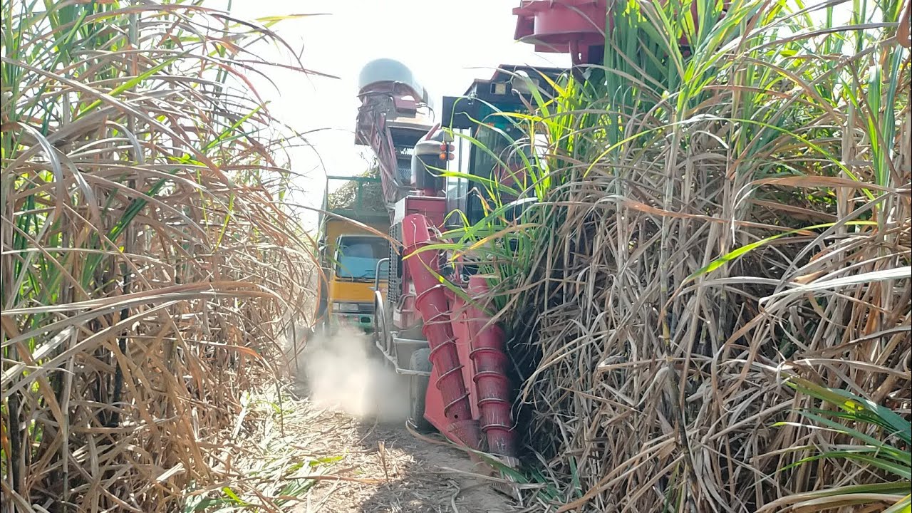 เปิดแปลงรับฤดูกาลนี้ปี66 ไอ้หนุ่มสายหวานไร่วิลาวรรณ