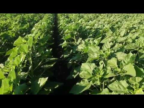 Состояние Подсолнечника на 22.06.18