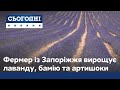 Бамія, лаванда, артишоки: фермерка із Запоріжжя вирощує традиційну французьку культуру