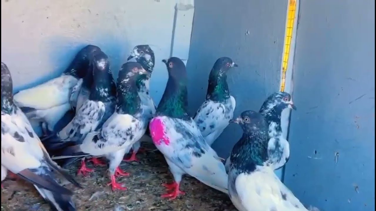 700 rupya par 10 Pic sale boder walay pigeon 