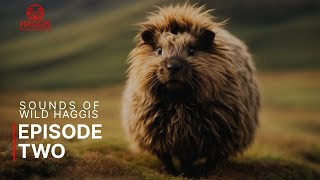 Sounds Of The Scottish Haggis Animal Wild Haggis Episode Two