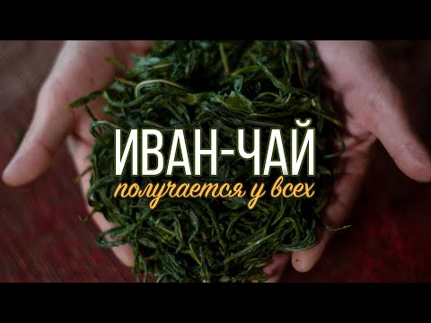Иван чай | Заготовка, ферментация, сушка, хранение, заваривание.