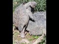 спаривание черепах