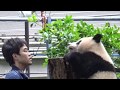 2018/05/08　近づく飼育員さんに気づかなかったシャンシャン