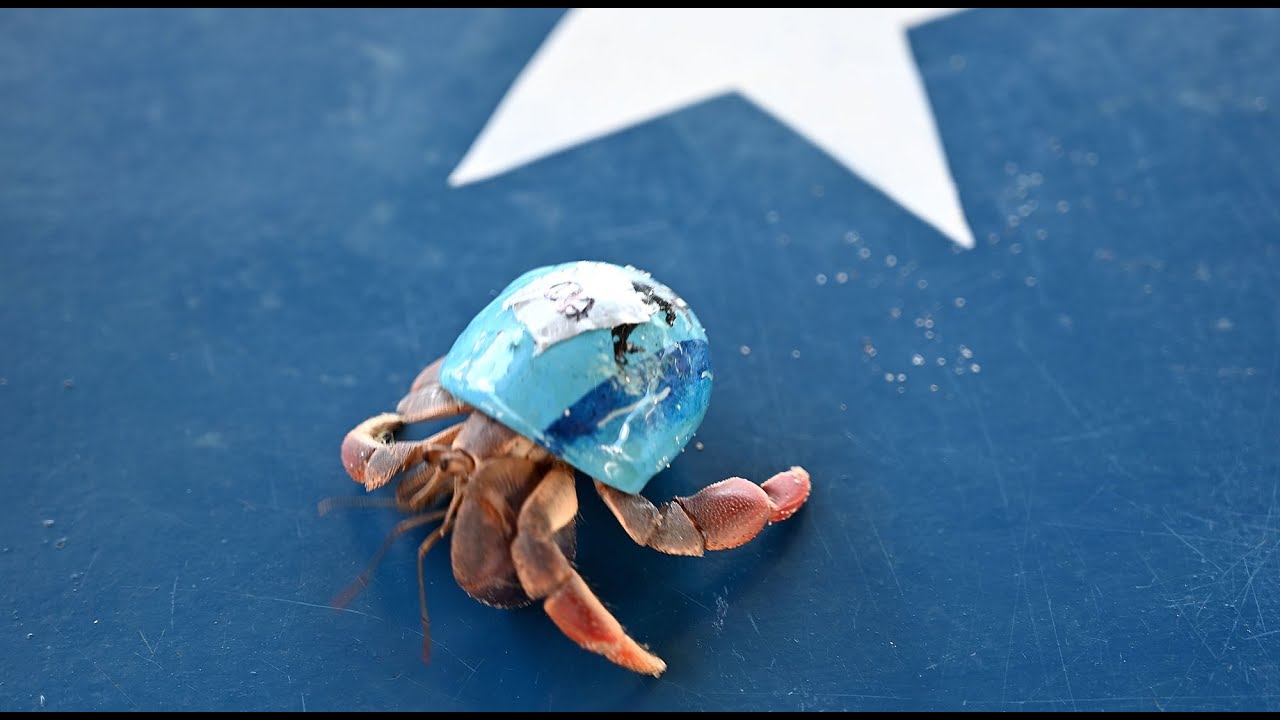 Crab Races 2022 YouTube