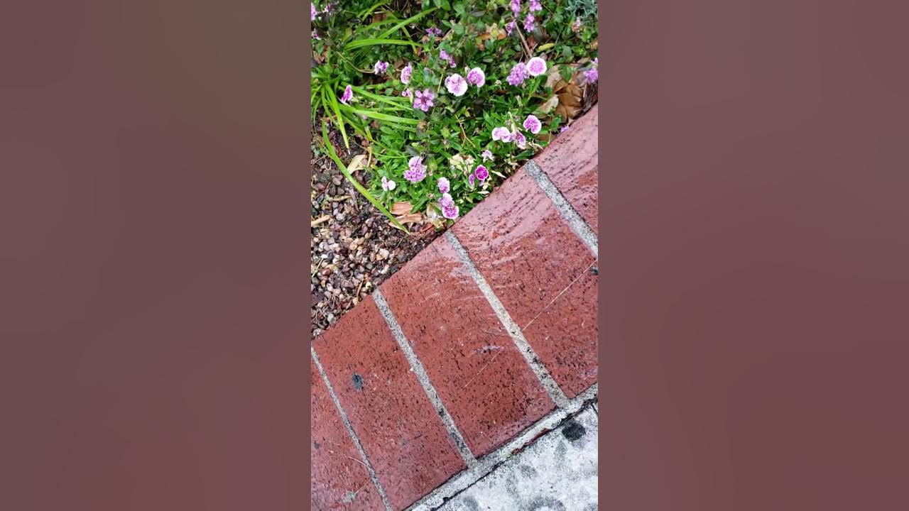 Planting foul flowers attracts people because it's an investment in the